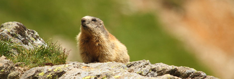 Entdecken Sie die Tierwelt der Alpen